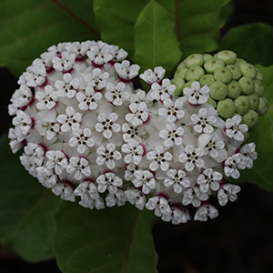 white with some purple at the base of corolla which flex backward. Umbels are erect and spherical with 30 flowers.
