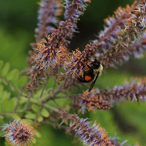 flower spikes 6-8 inches long white to lavender petals