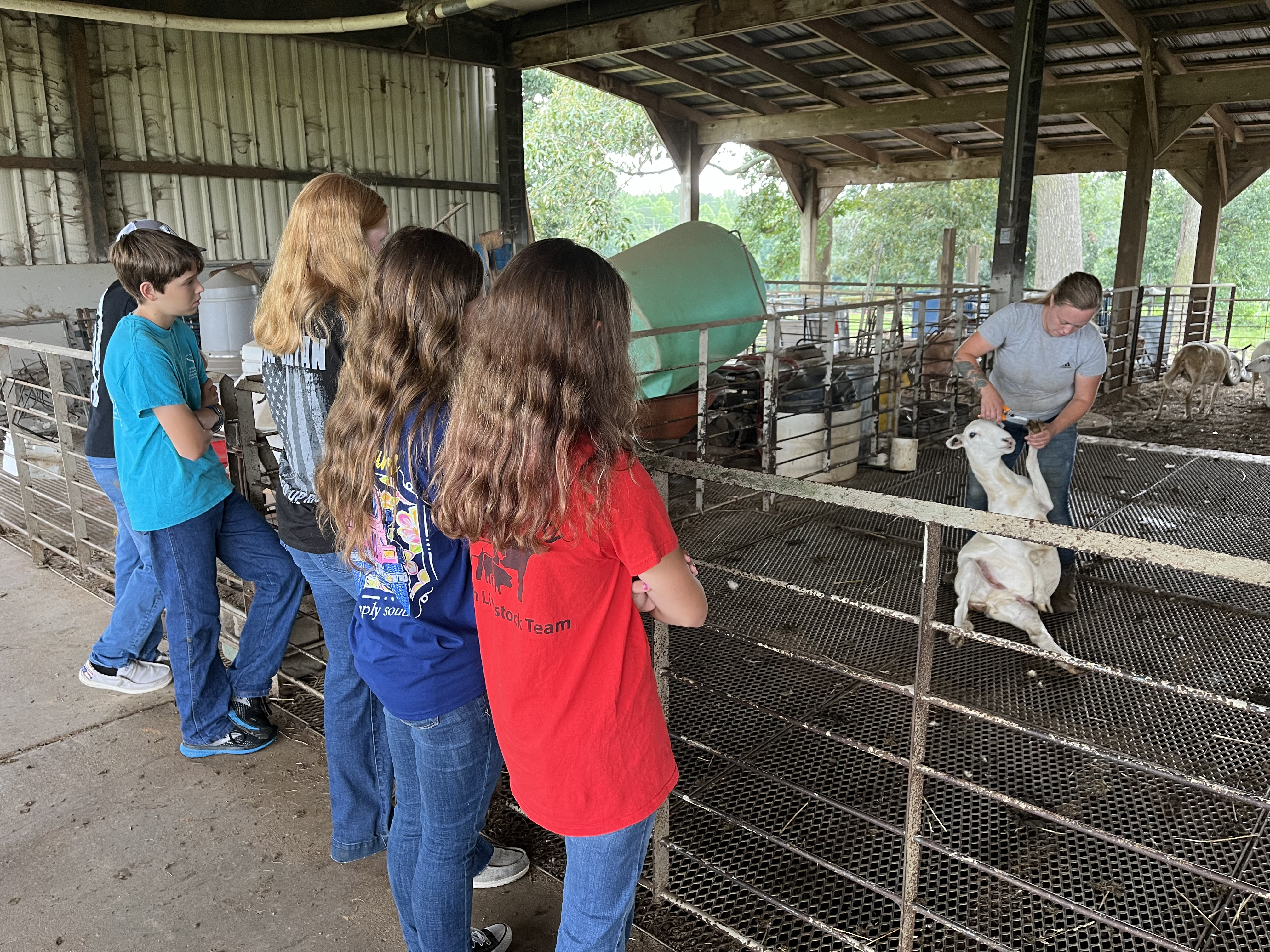 Ionactus linarifolius