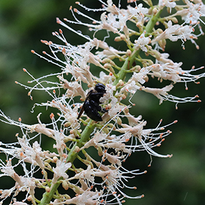 A bee on a long string of thin flowers.