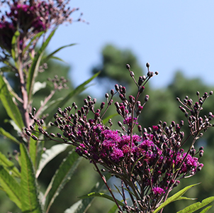 Giant ironweed