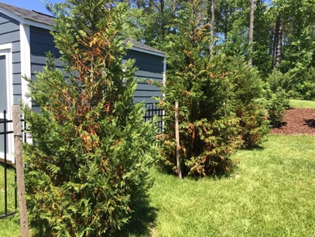 image of diseased leyland cypresses