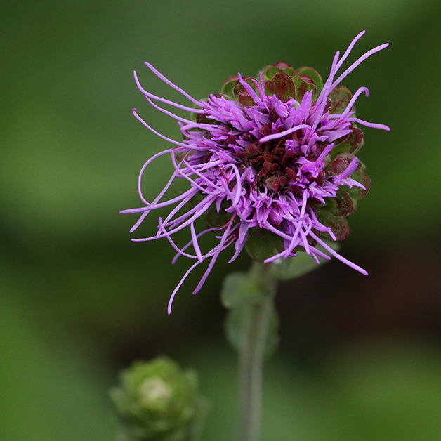 Nieuwland's blazing star
