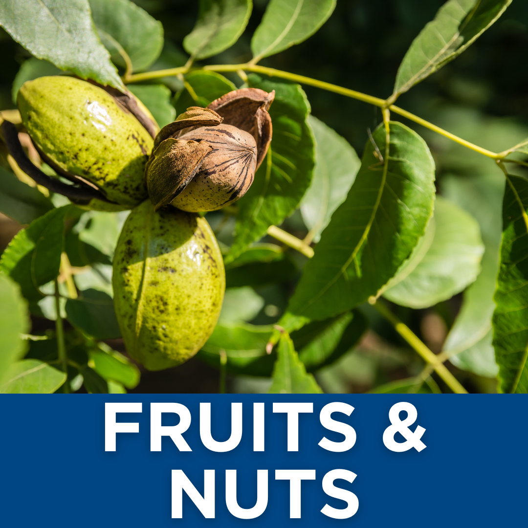 Fruits & Nuts