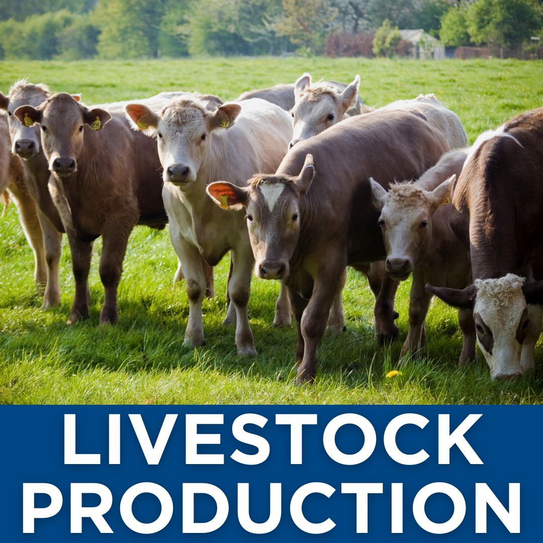 Livestock Production