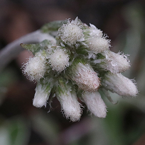 Clusters of white flower heads