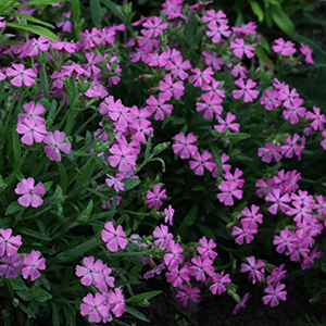 The flowers are loose clusters of rose-pink tubular blooms with five spreading wedged-shaped petals with ten stamens and three styles.