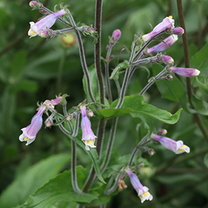 Maroon foliage and light pinkish flowers