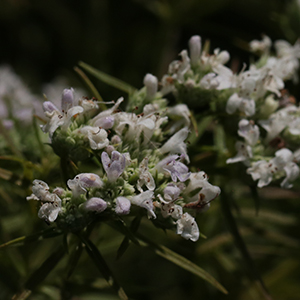 Narrow-leaf mountain mint
