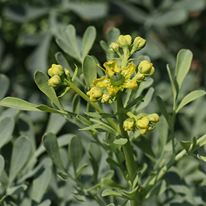 Small dull yellow flowers in terminal, erect clusters. The 5 yellow petals surround a green superior ovary