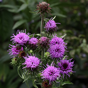 slender blazing star