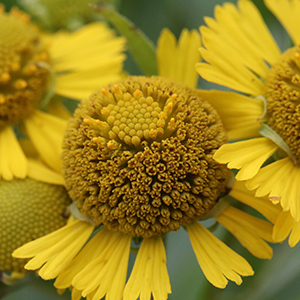 5-petaled red-purple to magenta-purple flowers just over an inch large. Each petal has dark purple veining. Blooms from late spring through summer. Cut back to encourage late summer to early fall blooming.