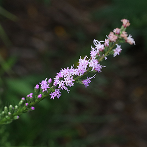 The inflorescence is made up of rose-purple fluffy disc flowers in small groups on terminal spikes. Blooms late summer into fall.
