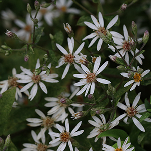 small white flowers