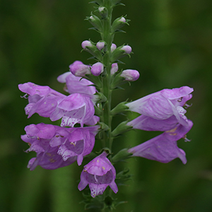 1 inch pale purple to rose flowers borne in a showy terminal spike. The corolla is swollen at the throat, the upper lip is domed, the lower lip spreading with three lobes. Blooms from July to October.