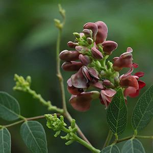 Maroon or reddish-brown pea-like flowers with 5 petals in compact racemes arising from leaf axils. Blooms from June to Aug.