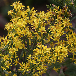 bright yellow flowers