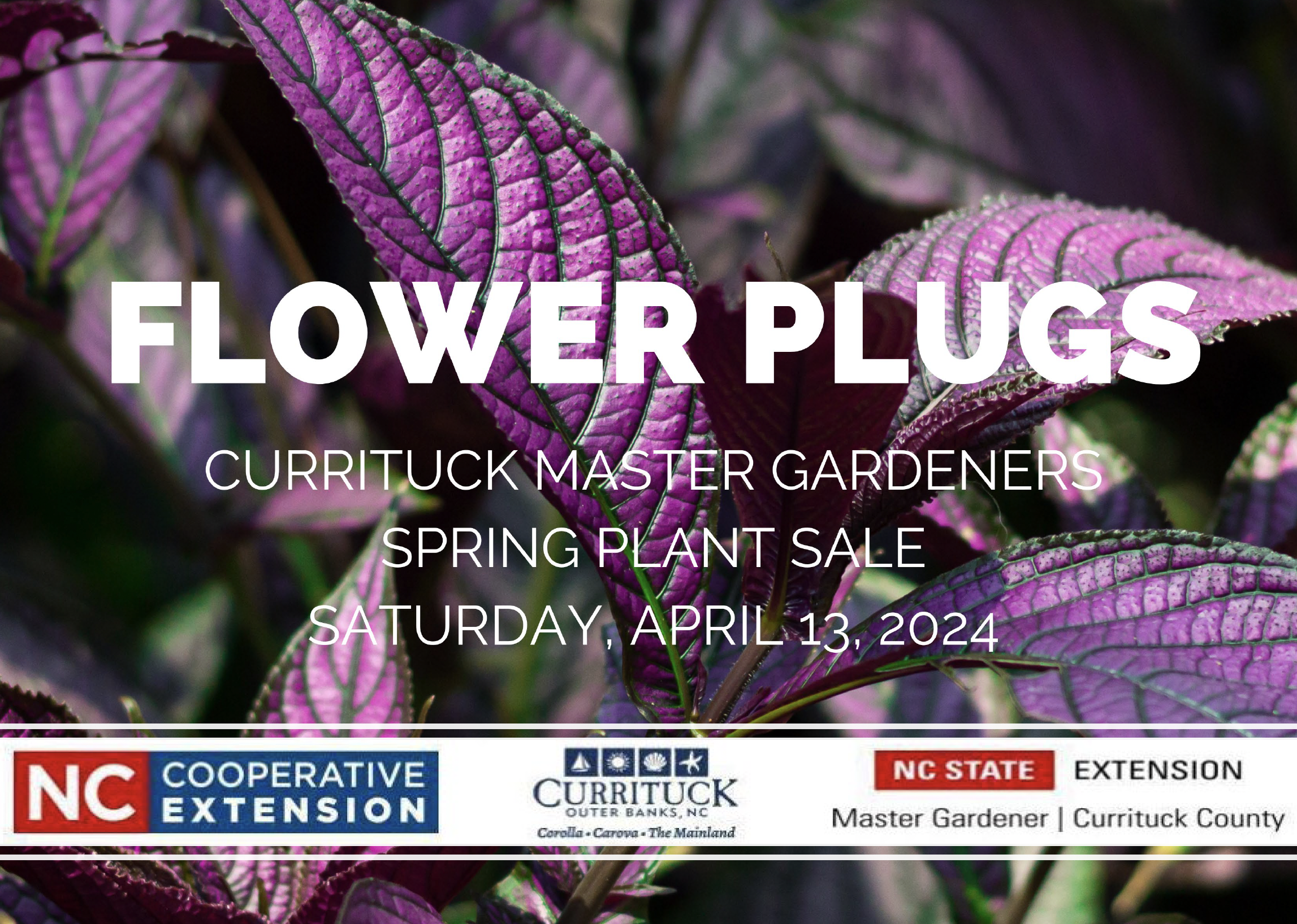 flower plugs thumbnail image