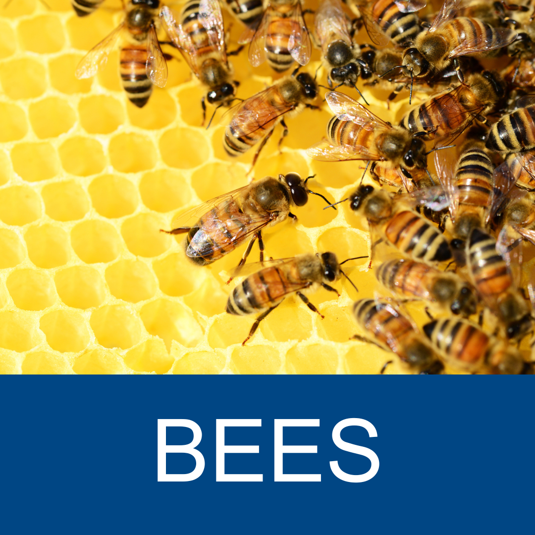 Bees