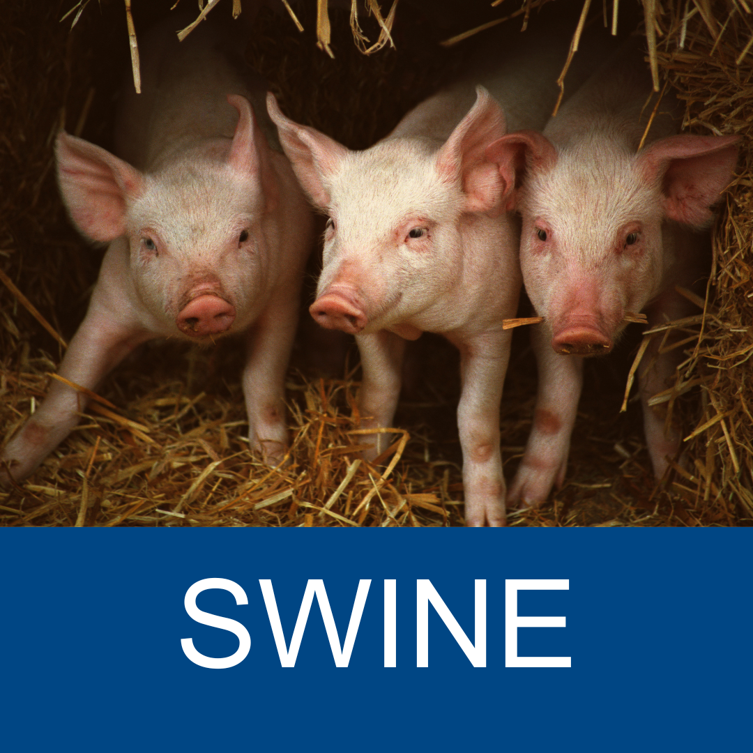 Swine