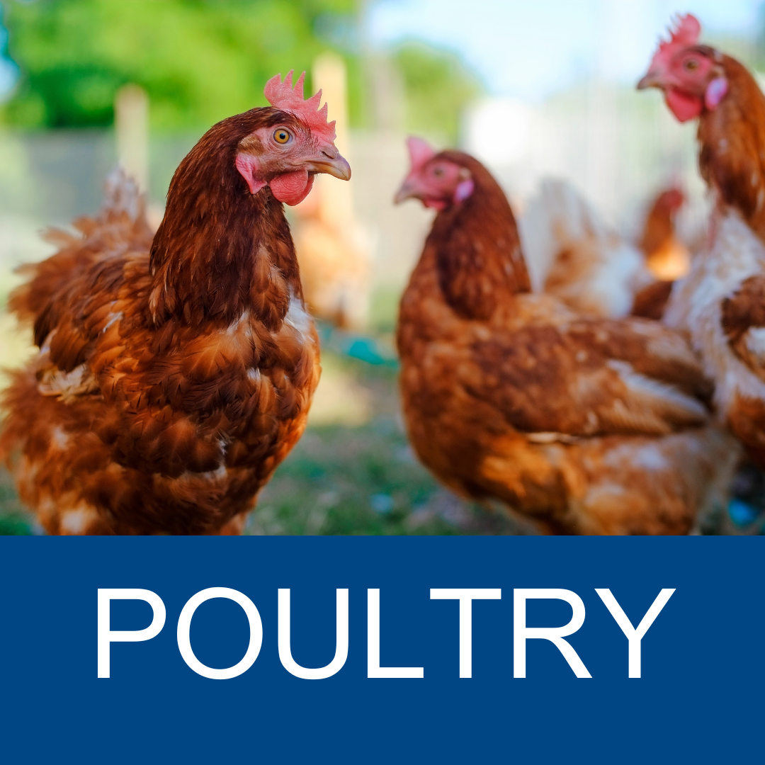 Poultry