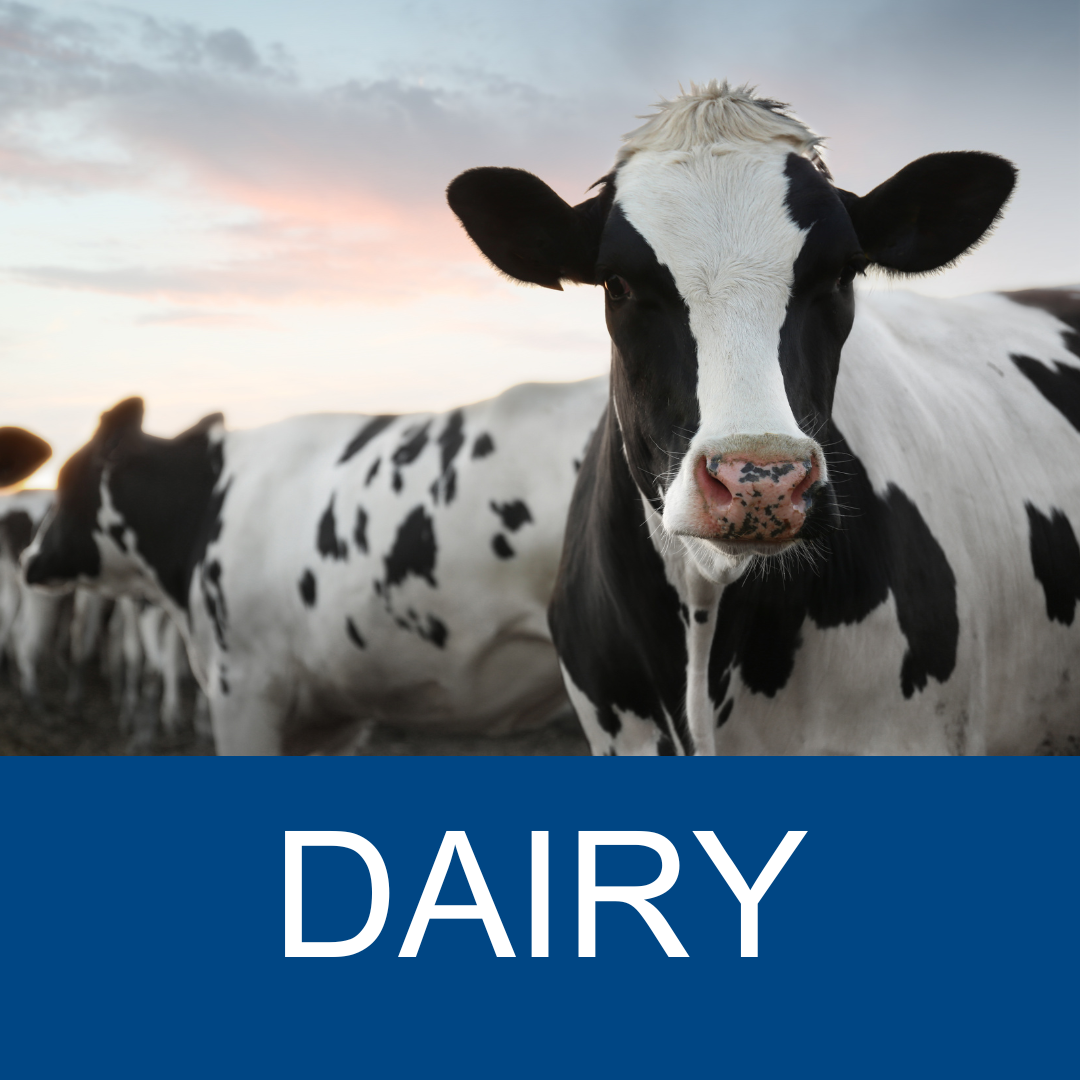 Dairy