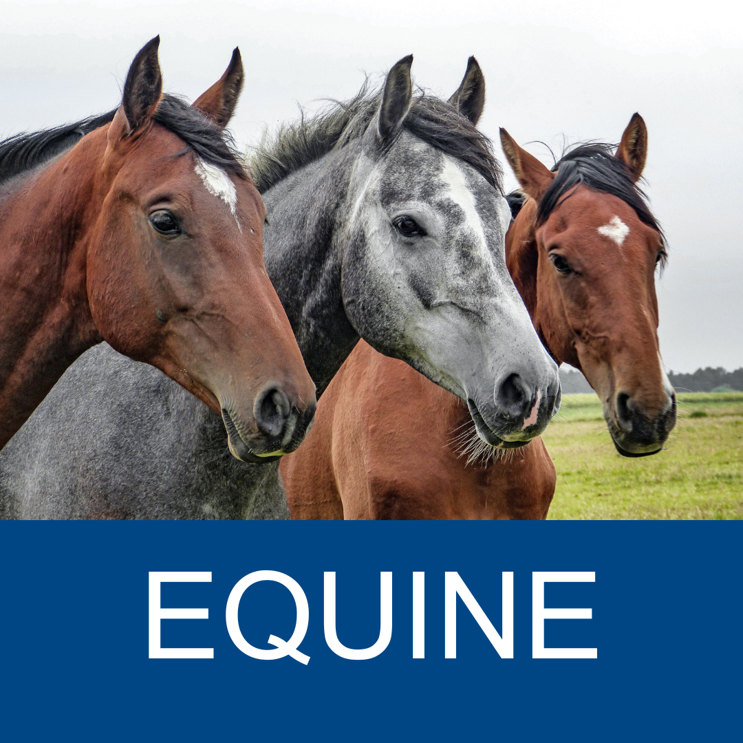Equine