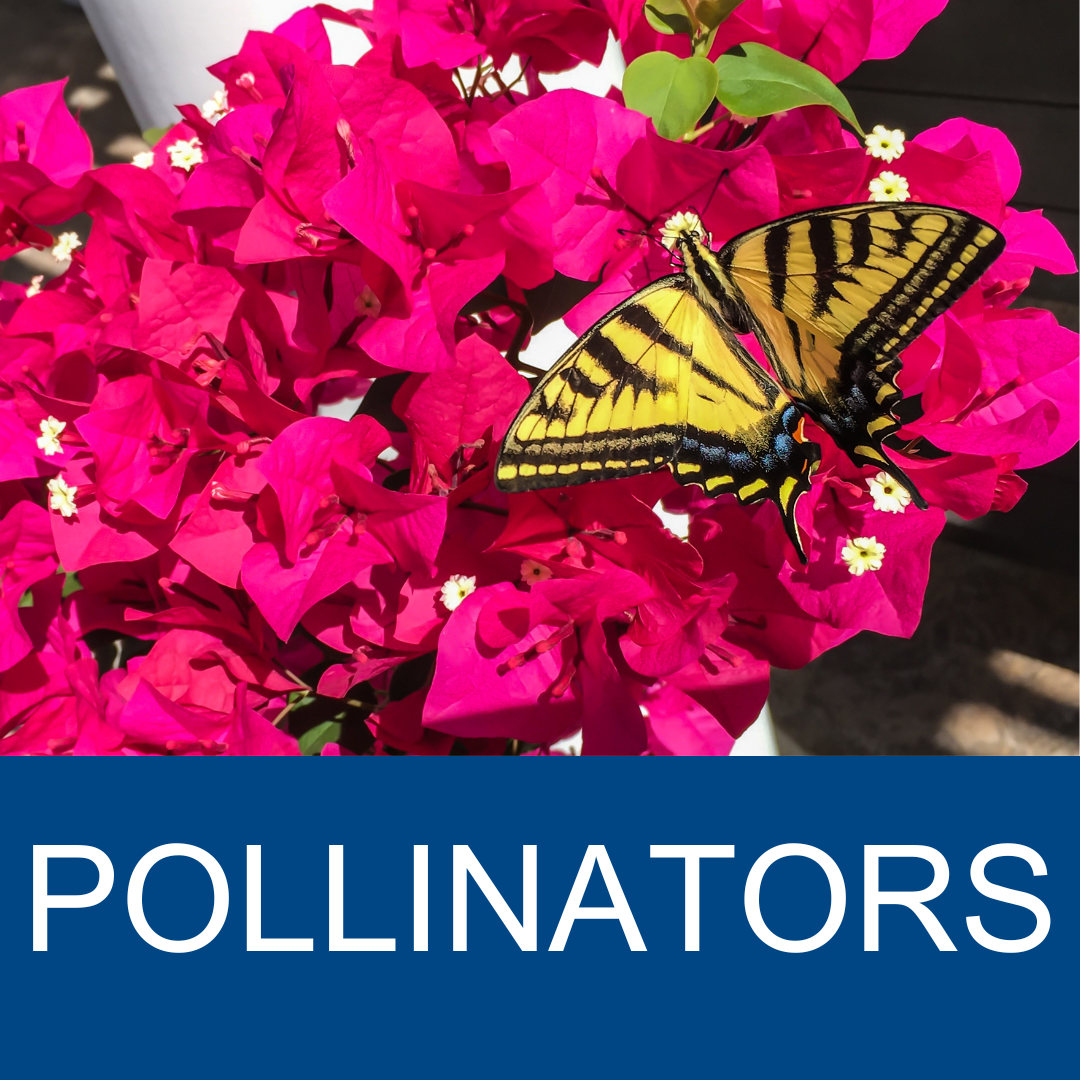 Pollinators