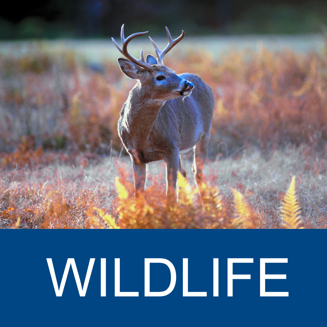 Wildlife