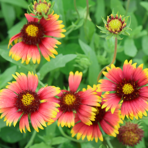 Pink petals with yellow tips around a yellow and burgundy center.