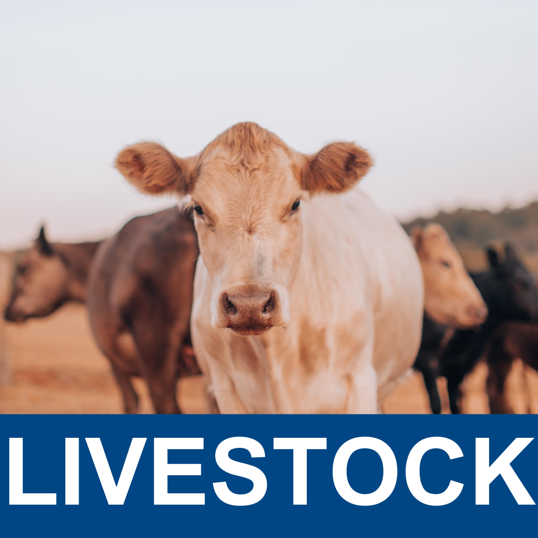 Livestock