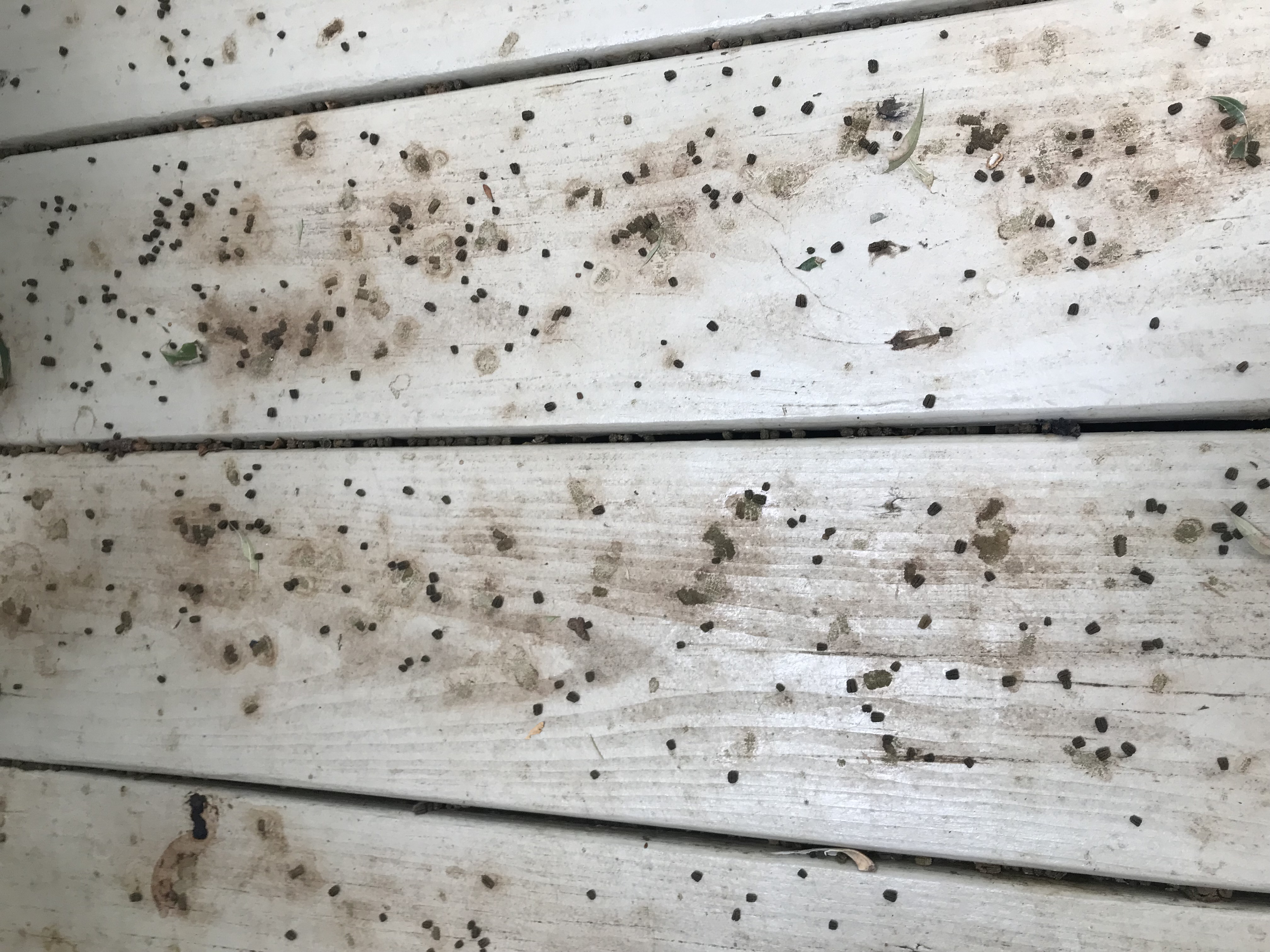 Symphyotrichum oblongifolium Raydon's Favorite