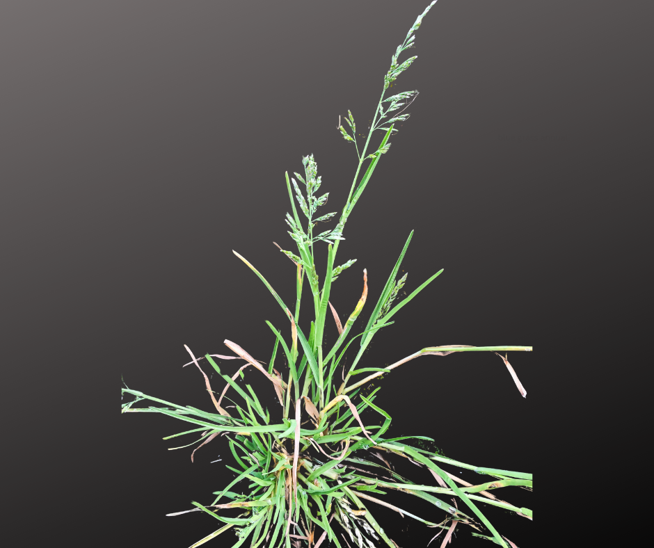 Sisyrinchium angustifolium