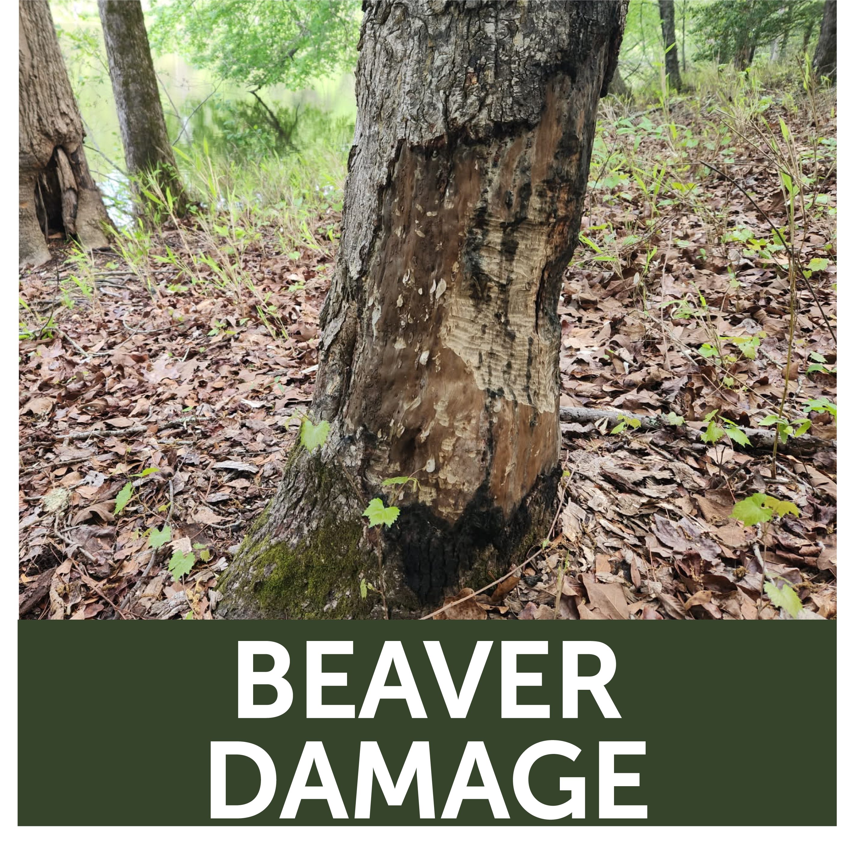 Tree Trunk with beaver damage showing