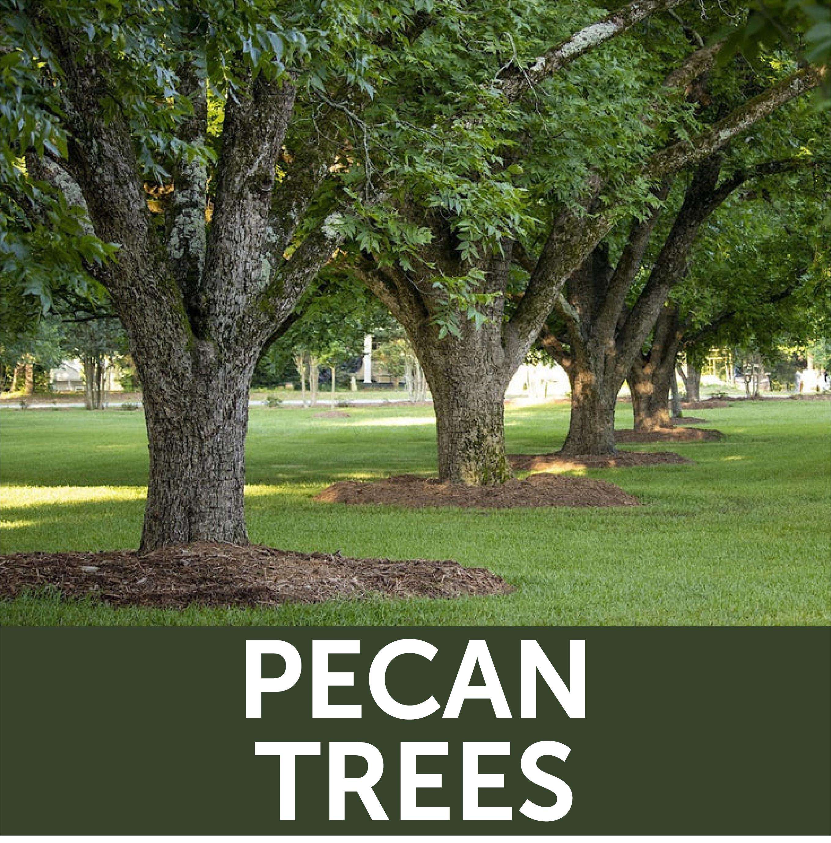 Row of pecan trees