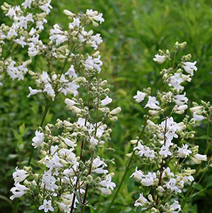 Penstemon calycosus