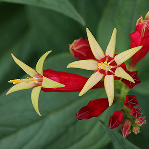 Spigelia marilandica