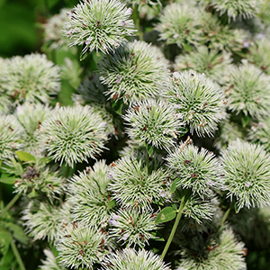Appalachian mountain mint