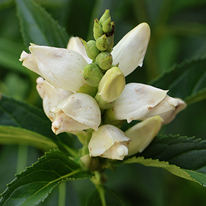 Large white petals on green leaves.