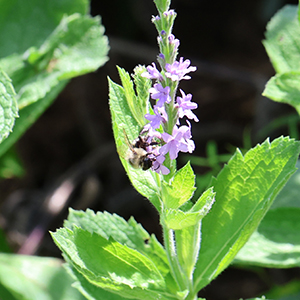 Hoary vervain