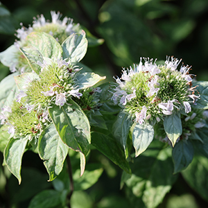 Loomis' mountain mint