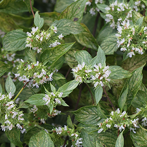 Small pointed leaves with light violet flowers.