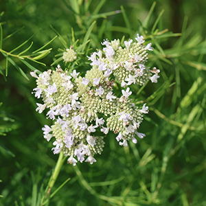 narrowleaf mountain mint