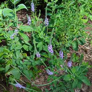 Verbena stricta
