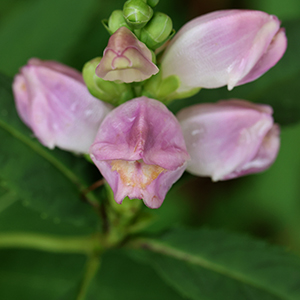 Pink turtlehead