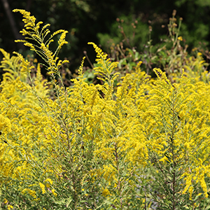 Late goldenrod
