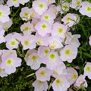 Oenothera berlandieri 'Siskiyou'
