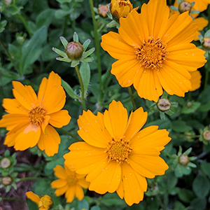 Coreopsis auriculata