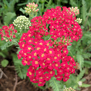 Achillea x 'Paprika'