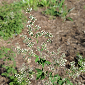 Skunk meadowrue